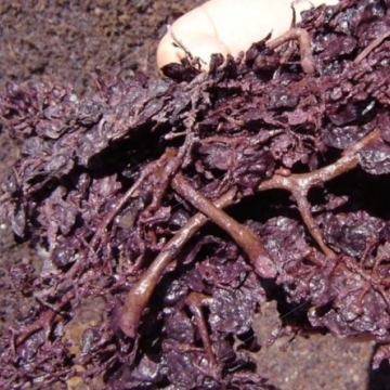 Grape residues